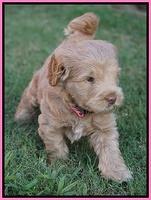 Ivory Harbins pups 5 weeks old 71