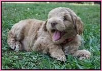 Ivory Harbins pups 6 wks old 21