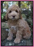 Ivory Harbins pups 8 wks old 21