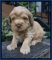 Ivory Harbins pups 4 wks old 51