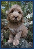 Ivory Harbins pups 8 wks old 51