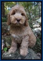 Ivory Harbins pups 8 wks old 61