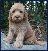 Ivory Harbins pups 8 wks old 91