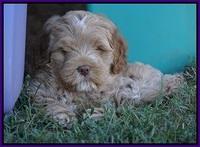 Ivory Harbins pups 7 weeks old 91