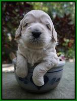 Ivory Harbins 3 wks old 101