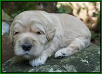 Ivory Harbins pups 2 wks old 91
