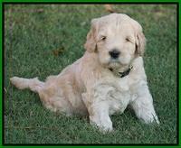 Ivory Harbins pups 5 weeks old 301