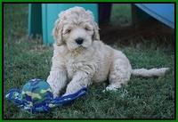 Ivory Harbins pups 7 weeks old 181