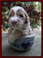 Ivory Harbins 3 wks old 131