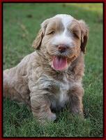 Ivory Harbins pups 5 weeks old 261