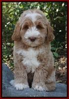 Ivory Harbins pups 8 wks old 171