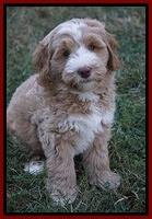 Ivory Harbins pups 8 wks old 181