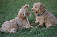 Ivory Harbins pups 5 weeks old 81