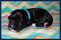 Jetta Texas pups 1 wk old 41