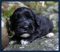 Jetta Texas pups 3 wks old 11