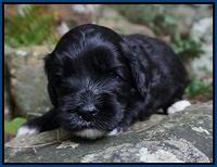 Jetta Texas pups 3 wks old 21