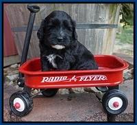Jetta Texas pups 4 wks old 31