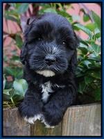 Jetta Texas pups 5 wks old 21