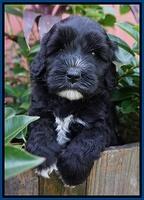 Jetta Texas pups 5 wks old 31