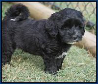 Jetta Texas pups 6 wks old 41