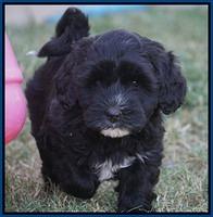 Jetta Texas pups 6 wks old 7100