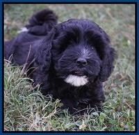 Jetta Texas pups 7 wks old 41