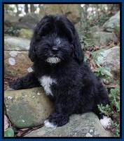 Jetta Texas pups 8 wks old 171