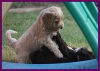 Jetta Texas pups 12100