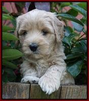 Jetta Texas pups 5 wks old 61