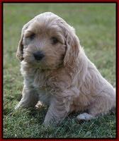 Jetta Texas pups 6 wks old 51