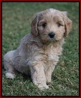 Jetta Texas pups 6 wks old 81