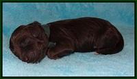 Jetta Texas Newborn pups 54