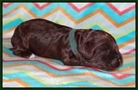 Jetta Texas pups 1 wk old 61