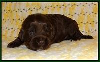 Jetta Texas pups 2 wks old 51