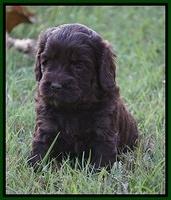 Jetta Texas pups 4 wks old 11100