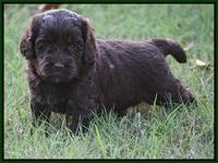 Jetta Texas pups 4 wks old 12100