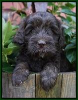 Jetta Texas pups 5 wks old 71