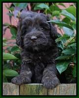 Jetta Texas pups 5 wks old 91