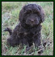 Jetta Texas pups 7 wks old 141