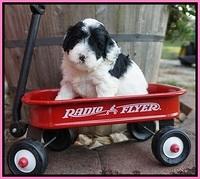 Jetta Texas pups 4 wks old 101