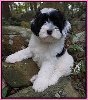 Jetta Texas pups 8 wks old 211