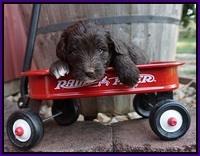 Jetta Texas pups 4 wks old 131