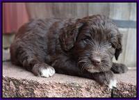 Jetta Texas pups 4 wks old 141