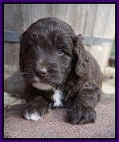 Jetta Texas pups 4 wks old 161