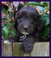 Jetta Texas pups 5 wks old 151