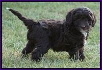 Jetta Texas pups 6 wks old 141