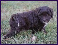 Jetta Texas pups 7 wks old 191