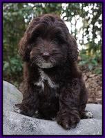Jetta Texas pups 8 wks old 141