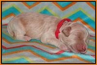 Jetta Texas pups 1 wk old 51