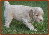 Jetta Texas pups 31100